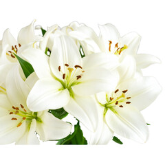 Fototapeta premium White Lily flower bouquet isolated on transparent background 