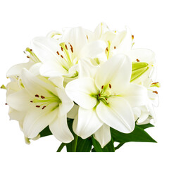 Fototapeta premium White Lily flower bouquet isolated on transparent background