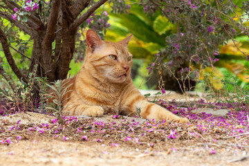 Cute ginger cat under a tree resting looking calm. Close up look.

