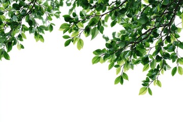 Green leaves and branches frame a white background