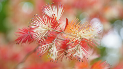 Stunning macro photo of a feathery red and white Sundew flower, showcasing its delicate, exotic texture on a soft bokeh background.