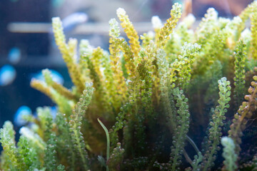 みずみずしい海ぶどう