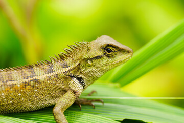 green lizard ,chameleon on green leaf