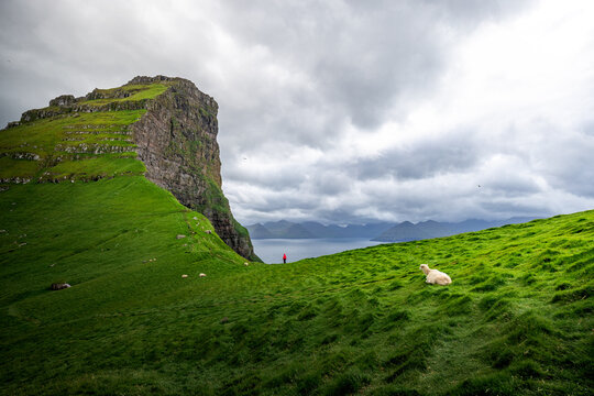 View of emerald green hills meet the rugged cliffs under a vast cloudy sky, a single sheep resting peacefully, Kallur, Nor&Atilde;&deg;oya, Faroes, Denmark.