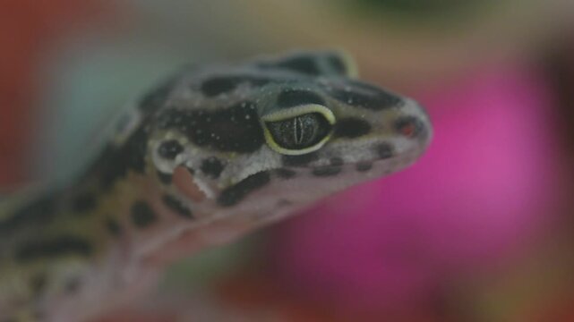 the leopard gecko eublepharis macularius is a small nocturnal lizard with spotted patterns known for its calm nature and popularity as a pet reptile