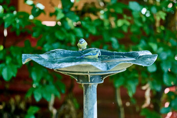 two blue tits taking a bath © Duvekot Fotografie