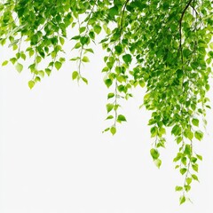 Obraz premium Fresh green leaves cascading from branches against a white background (1)