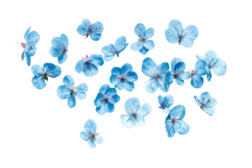 Small blue forget me not flowers scattered isolated on transparent background. Flying blue flowers isolated on white background.