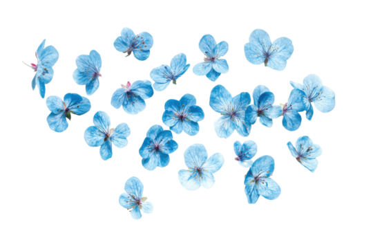 Small blue forget me not flowers scattered isolated on transparent background. Flying blue flowers isolated on white background.