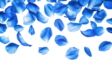 Scattered blue rose petals falling isolated on transparent background. Flying blue petals isolated on white background.