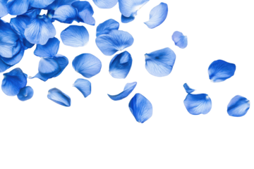 Scattered blue flower petals isolated on transparent background. Flying blue petals isolated on white background.