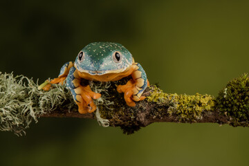 Tree frog on a branch
