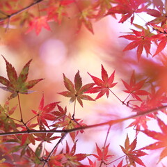 色鮮やかな秋の紅葉