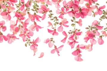 Delicate pink wisteria flowers cascading down isolated on transparent background. Flying pink flowers isolated on white background.