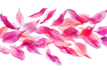 Scattered pink and red flower petals isolated on transparent background. Flying pink petals isolated on white background.