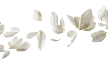 Soft falling white flower petals isolated on transparent background. Flying white petals isolated on white background.