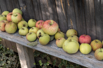 freshly picked apples on bench in garden