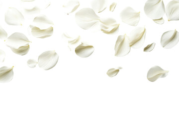 Soft falling white flower petals isolated on transparent background. Flying white petals isolated on white background.