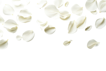 Soft falling white flower petals isolated on transparent background. Flying white petals isolated on white background.