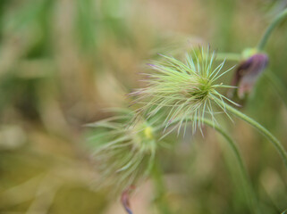 4月に実り始めた可愛らしい「オキナグサ（翁草）」の果実