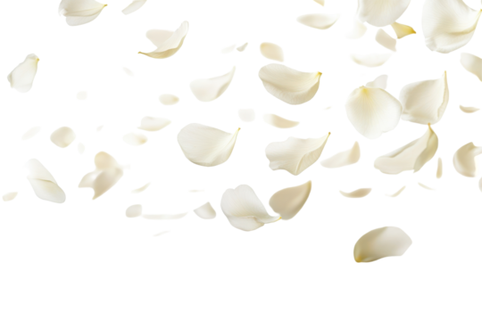 Soft falling white flower petals isolated on transparent background. Flying white petals isolated on white background.
