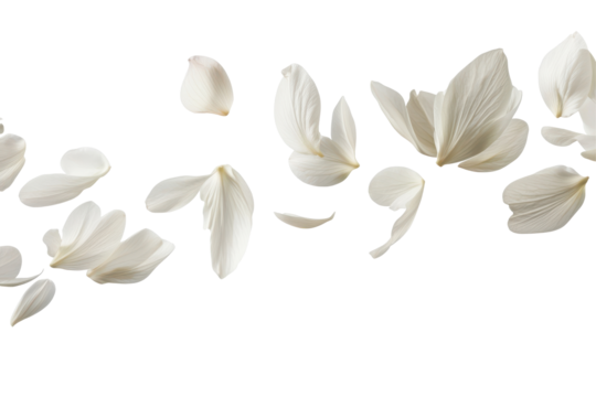 Soft falling white flower petals isolated on transparent background. Flying white petals isolated on white background.