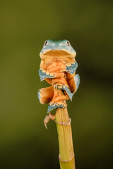 Tree frog perched on bamboo
