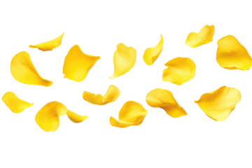 Scattered yellow flower petals isolated on transparent background. Flying yellow petals isolated on white background.