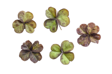 Five dried clover leaves isolated on transparent background. Leaf clover group top view isolated on white background.