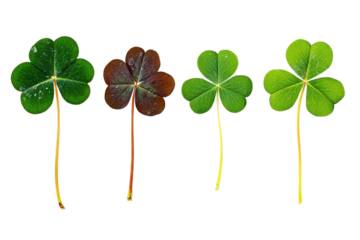 Four leaf clovers and red clover isolated on transparent background. Leaf clover isolated on white background.