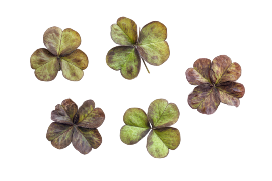 Five dried clover leaves isolated on transparent background. Leaf clover group top view isolated on white background.