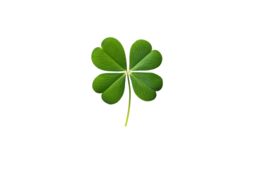 Single green four leaf clover isolated on transparent background. Leaf clover isolated on white background.