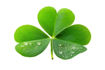 Vibrant green shamrock with water droplets isolated on transparent background. Leaf clover isolated on white background.