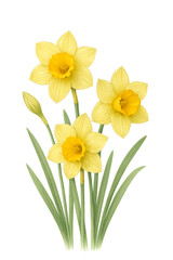 daffodils isolated on white
