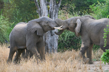 Fototapeta premium Group of bull African Elephant (Loxodonta africana) in a wooded area in South Luangwa National Park, Zambia 