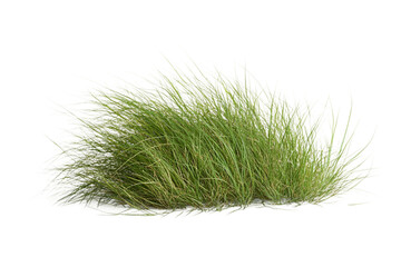 Natural grass isolated on transparent background