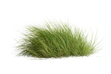 Natural grass isolated on transparent background