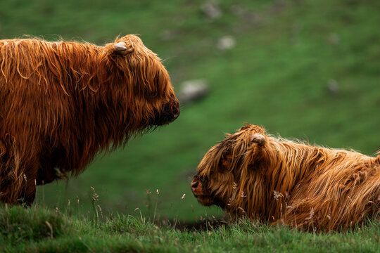 View of shaggy Highland cattle graze on the verdant hillside, their auburn coats contrasting with the emerald grass, creating a serene pastoral scene, B&Atilde;&cedil;ur, V&Atilde;&iexcl;gar, Faroe Islands.