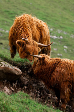 View of two majestic Highland cows, one with impressive horns, graze on the verdant slopes, their shaggy coats contrasting with the green, B&Atilde;&cedil;ur, V&Atilde;&iexcl;gar, Faroe Islands.