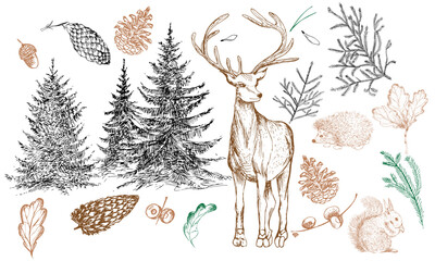 A set of hand-drawn drawings of deer, fir trees, fir branches, cones, hedgehogs and squirrels on a white background. An illustration on a winter theme.