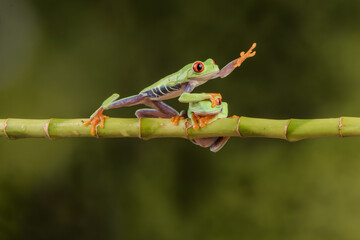 Tree frog taking the quickest route