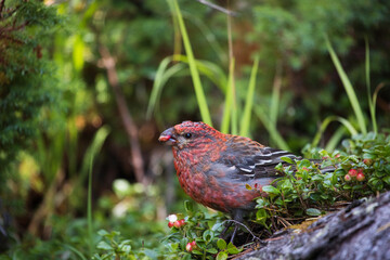 Wild bird pine grouse in a mountain forest in nature eats berry lingonberries. problems of ecology, environmental protection and life in wild
