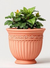 Terracotta-colored planter with decorative design. Lush greenery plant inside
