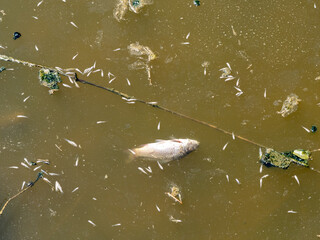 Dead fish in a river due to pollution.