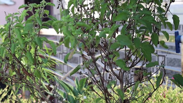 Holy basil (Tulsi) plant with fresh green leaves growing in a garden, sacred medicinal herb widely used in Ayurveda, selective focus 