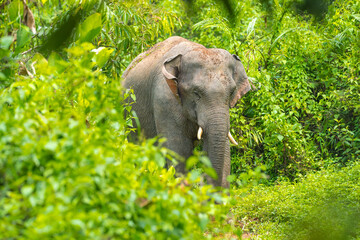 Fototapeta premium Elephants are large mammals and are the largest land animals. Wild elephants eat plants. They are big, have a small head, big legs, and have a trunk that reaches to the ground. That trunk is the nose.