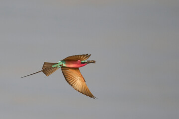 Southern Carmine Bee-eater (Merops nubicoides) in flight hunting insects over the Luangwa River in...