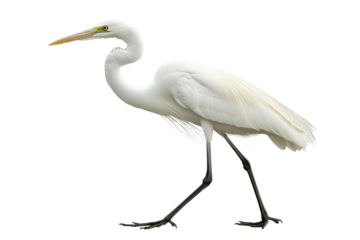 Great egret standing gracefully isolated on transparent background. Great white heron isolated on white background.