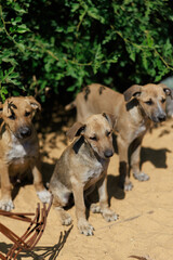 Group of Vulnerable Stray Puppies on Sandy Ground