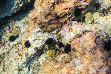A vibrant underwater ecosystem showcasing a colony of black sea urchins nestled on a rocky seabed covered with colorful marine algae.